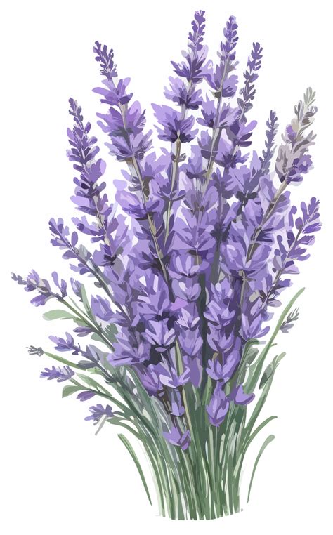 free lavender clipart|free pictures of lavender.